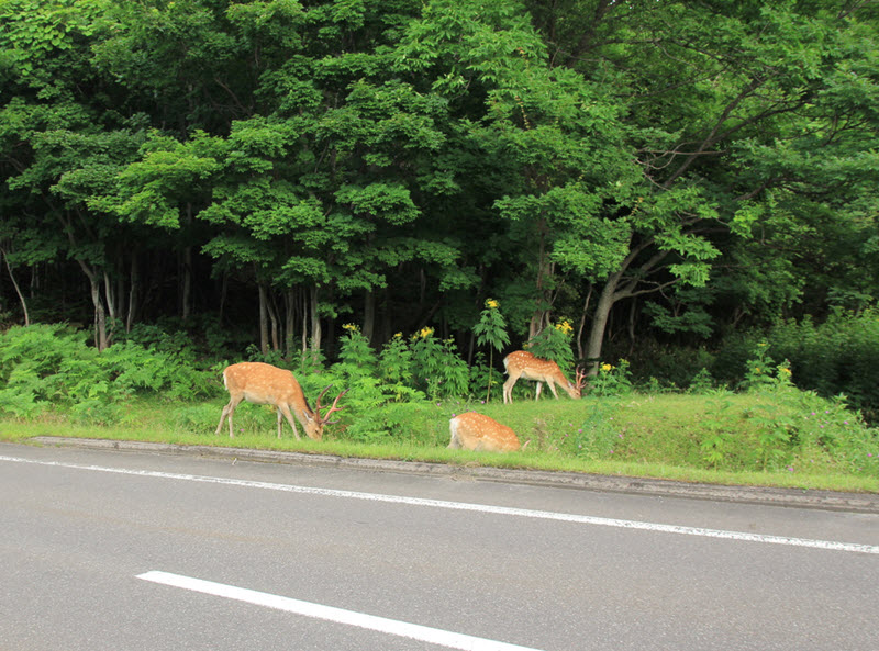 what to do if you are hit by a deer